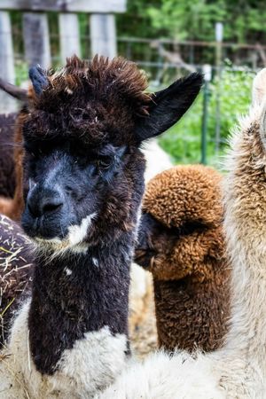A dark brown and white alpaca stands among other alpacas in a farm enclosure, with green foliage in the background.