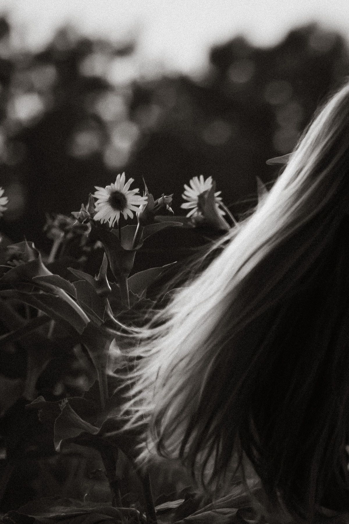 Black and white photo of long flowing hair beside sunflowers in a garden, artistic nature portrait.