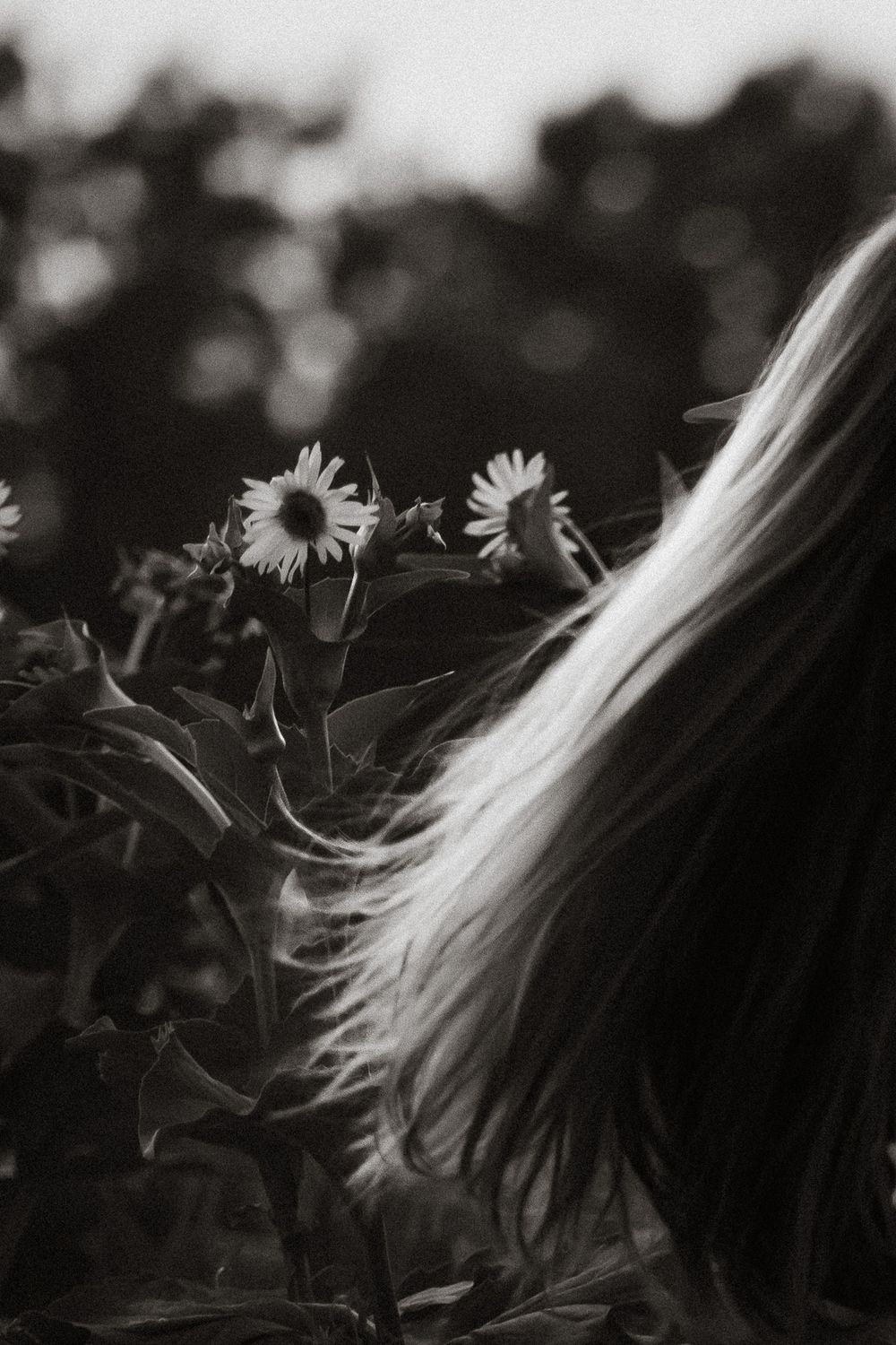 Black and white photo of long flowing hair beside sunflowers in a garden, artistic nature portrait.