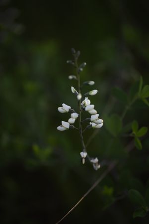 Delicate white wildflowers on a slender stem against dark green bokeh background.