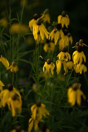 Vibrant yellow coneflowers with dark brown centers blooming in a lush green garden.