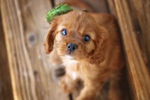 Adorable ruby Cavalier King Charles Spaniel puppy with big dark eyes and a green leaf on its head, sitting on weathered wood planks.