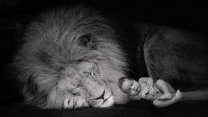 Black and white photo of a sleeping newborn baby nestled against the mane of a resting male lion with closed eyes.