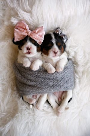 Two sleeping tricolor puppies with pink and sparkly hair bows snuggled in a gray knit wrap on a white fluffy fur blanket.