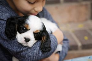 A child in a gray sweater gently cuddles a black, white and tan Cavalier King Charles Spaniel puppy against a brick background.