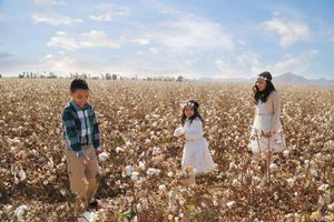 A boy in a plaid shirt and two girls in white stand in a sunlit cotton field with mountains and clouds behind them.