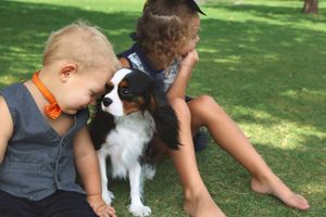 Two young children sitting on the grass with a black, white and tan Cavalier King Charles Spaniel puppy between them.