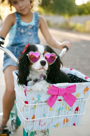 A cavalier King Charles spaniel in heart-shaped pink sunglasses rides in a bike basket with a pink bow while a girl pedals.