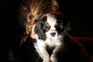 Cavalier King Charles spaniel puppy cuddled against a woman with curly auburn hair in dramatic dark lighting.