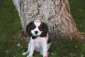 Cavalier King Charles Spaniel puppy with pink bows sitting on green grass beside a tree trunk.