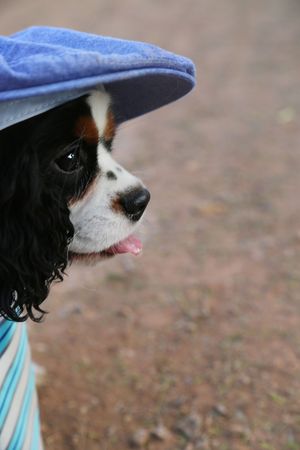 A black, white and tan Cavalier King Charles spaniel in a blue flat cap and striped shirt looks off to the side with its tongue out.
