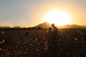 Silhouette of a couple embracing in a cotton field at sunset with mountains and a glowing sun on the horizon.
