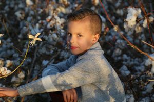 Young boy in a gray sweater sitting in a cotton field at golden hour, holding a cotton branch and looking at the camera.