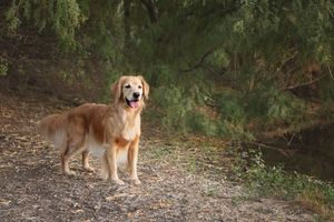 Golden retriever standing on a dirt path beside green trees with its mouth open in a happy expression.