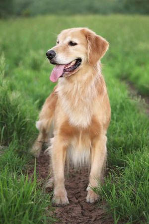 Happy golden retriever with tongue out sitting on a muddy trail surrounded by lush green grass.