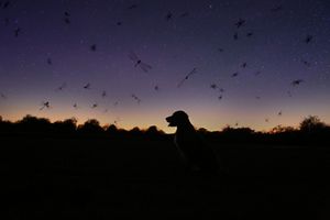 Silhouette of a dog sitting at dusk beneath a purple twilight sky filled with flying insects above the dark horizon.