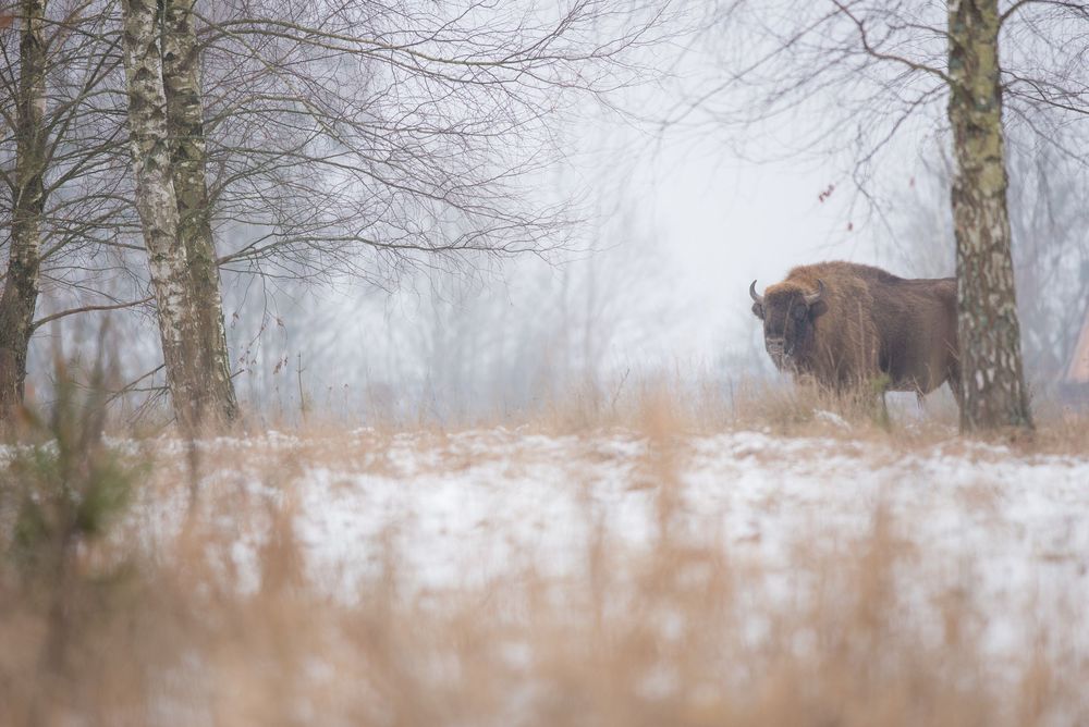 Bisonte europeo che bruca nella neve davanti a un boschetto di betulle