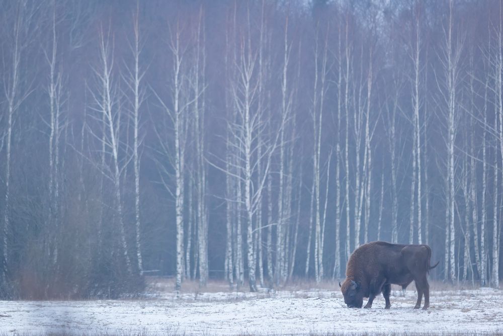 Bisonte europeo che bruca nella neve davanti a un boschetto di betulle