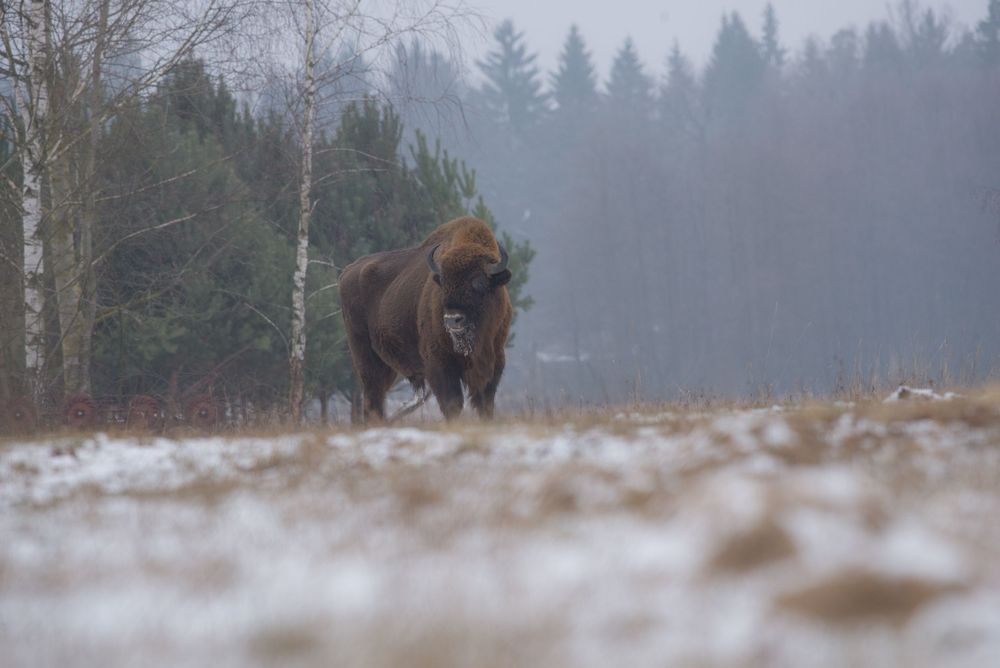 Bisonte europeo in piedi in un bosco nebbioso innevato