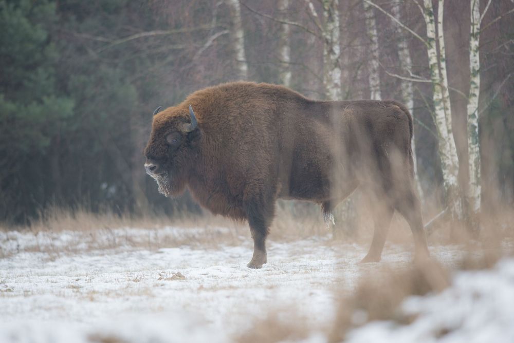 Bisonte europeo che cammina nella neve davanti al bosco