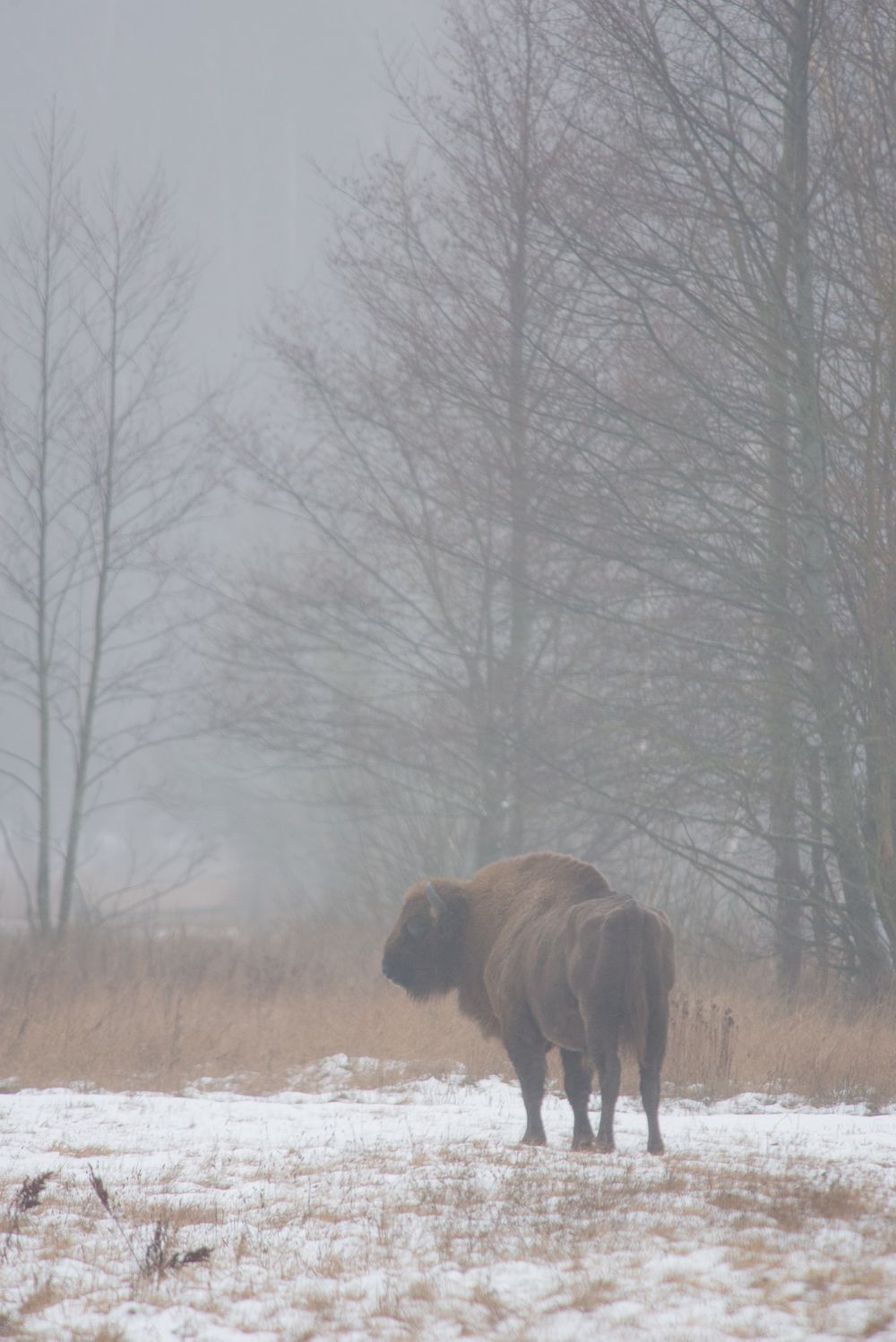Bisonte europeo tra le betulle avvolto dalla nebbia invernale