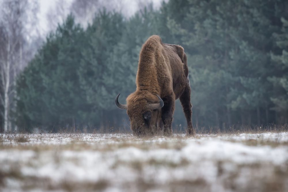 Bisonte europeo che pascola con la testa china davanti al bosco