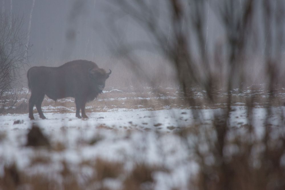 Bisonte europeo tra le betulle avvolto dalla nebbia invernale