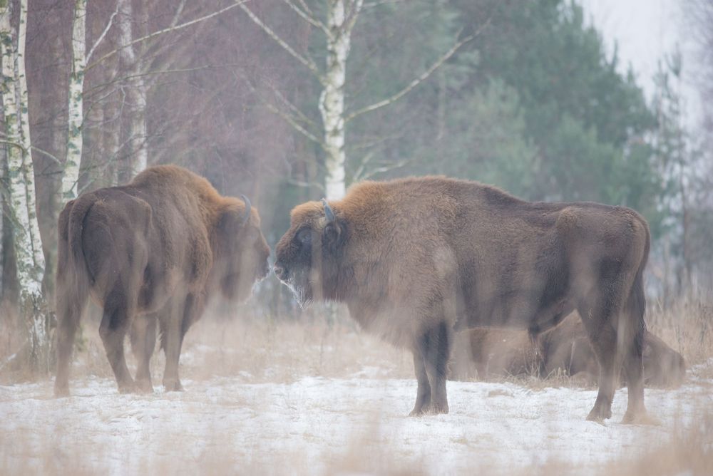 Due bisonti europei faccia a faccia nella neve