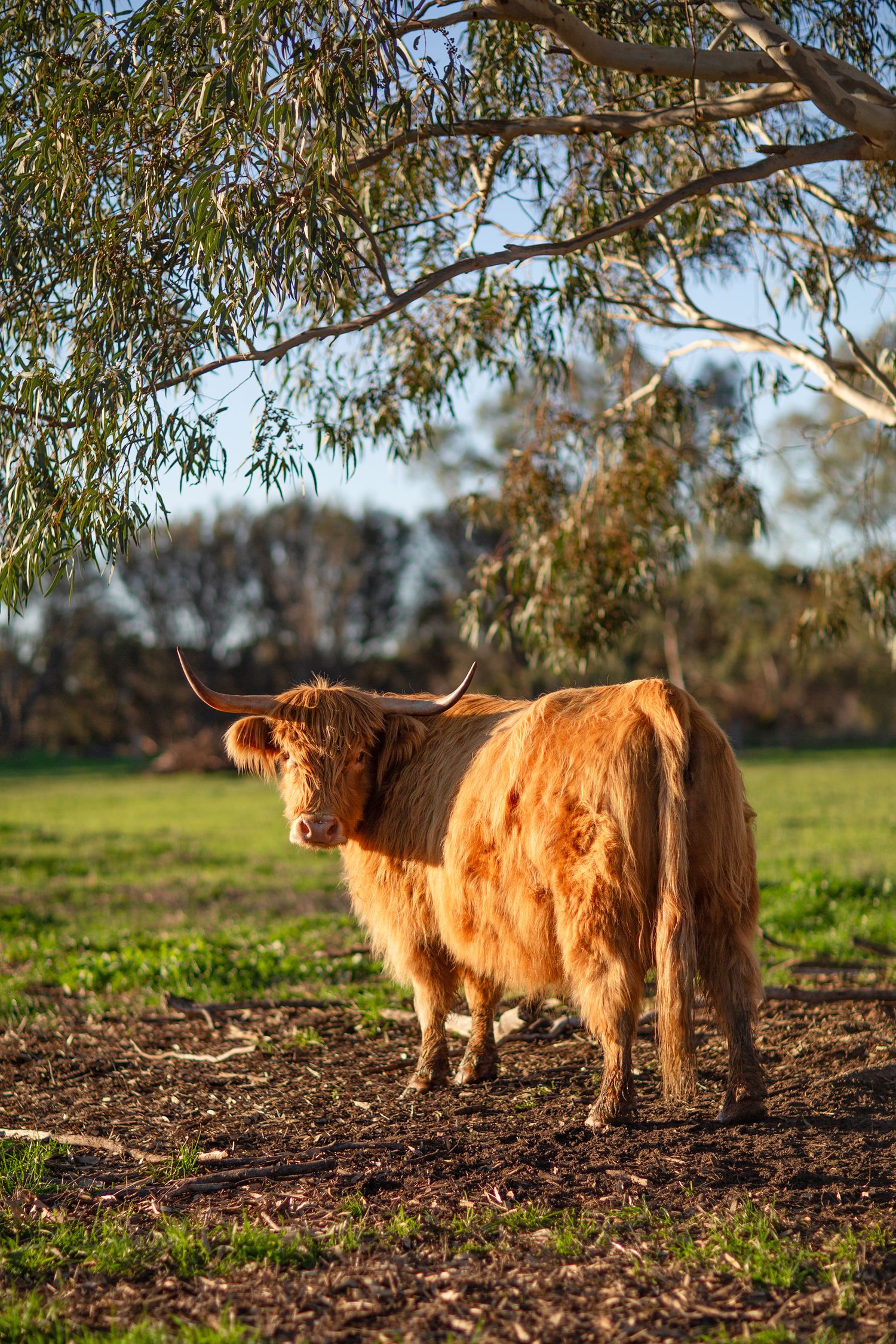 Highland Cow standing in a paddock during golden hour during a pet session in Perth