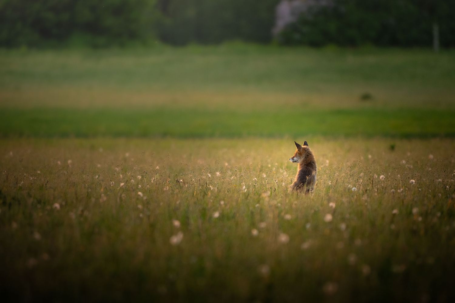 A red fox stands alert in a blooming wildflower meadow at dusk.