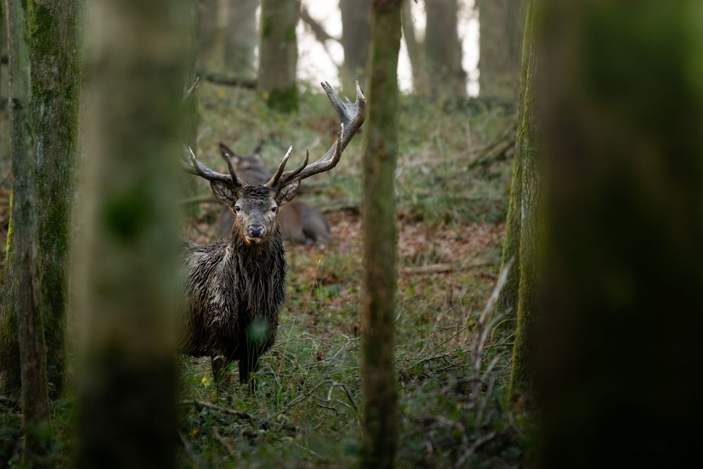 A wet red deer stag with large antlers standing between moss-covered trees in a forest.