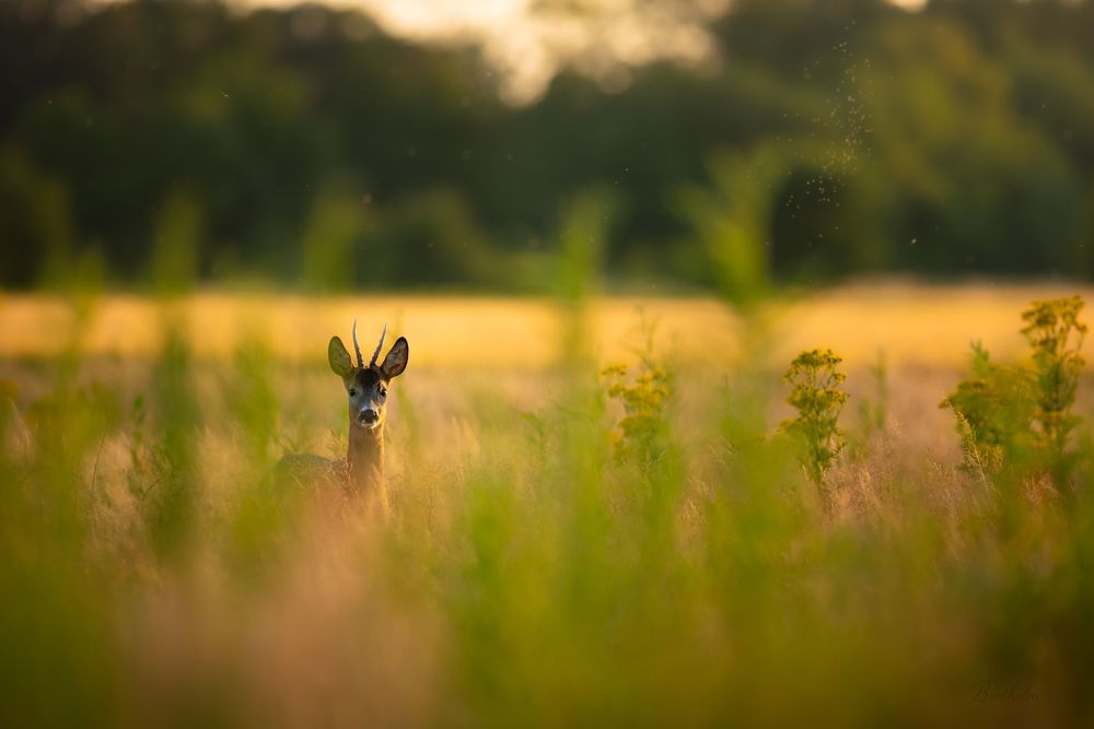 A roe deer peering above tall golden grass in a sunlit meadow at dusk.