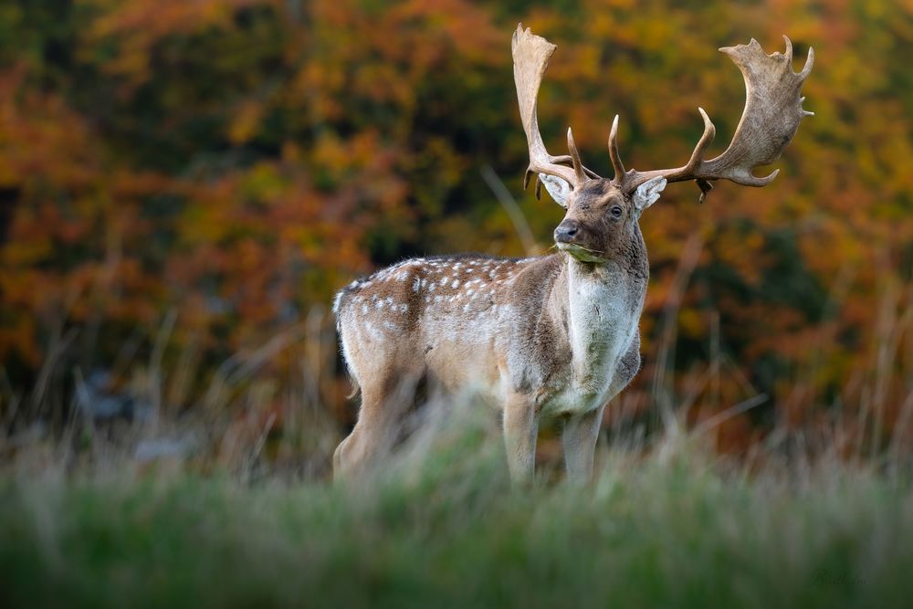 A fallow deer stag with large antlers standing in tall grass with autumn foliage behind.