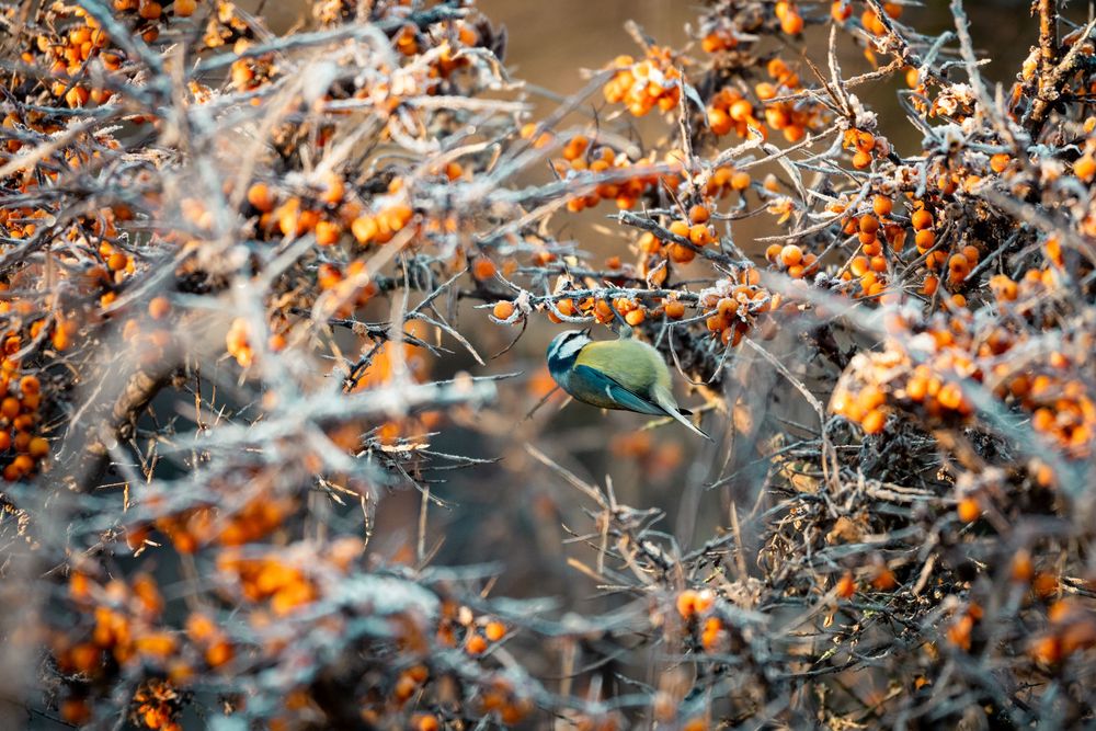 A blue tit bird foraging among bright orange sea buckthorn berries on branches.