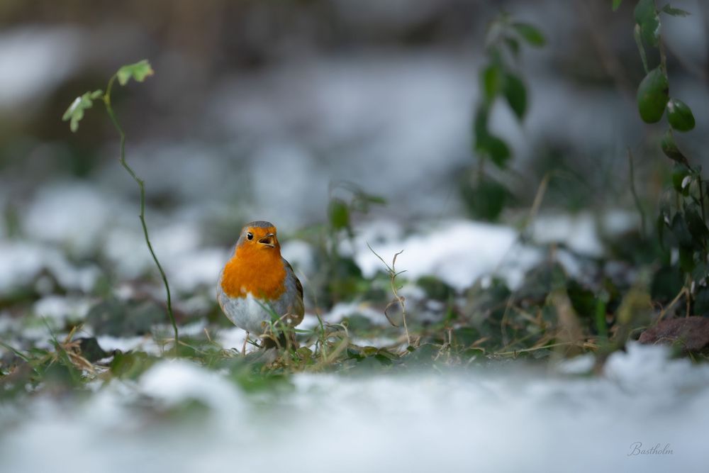 A small robin with orange breast standing on snowy ground in winter woodland.