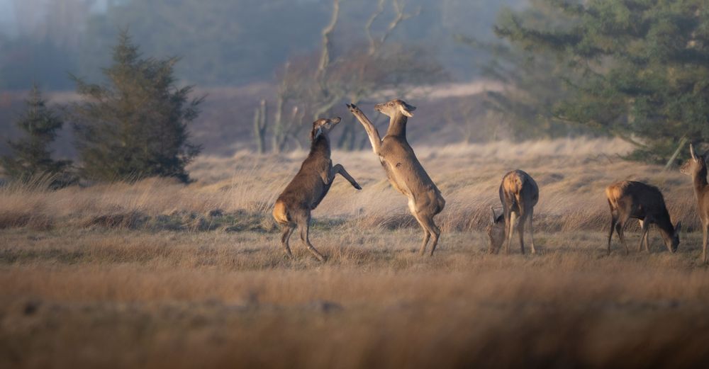 Two red deer stags rearing up on hind legs sparring in open heathland.