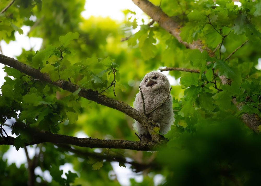 A fluffy young owl perched on a tree branch surrounded by lush green leaves in a forest.