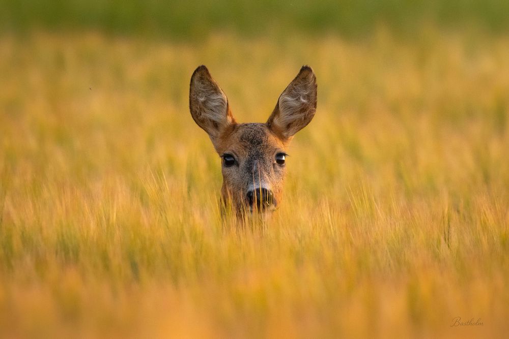 A roe deer peers above golden wheat field with large ears and attentive eyes.