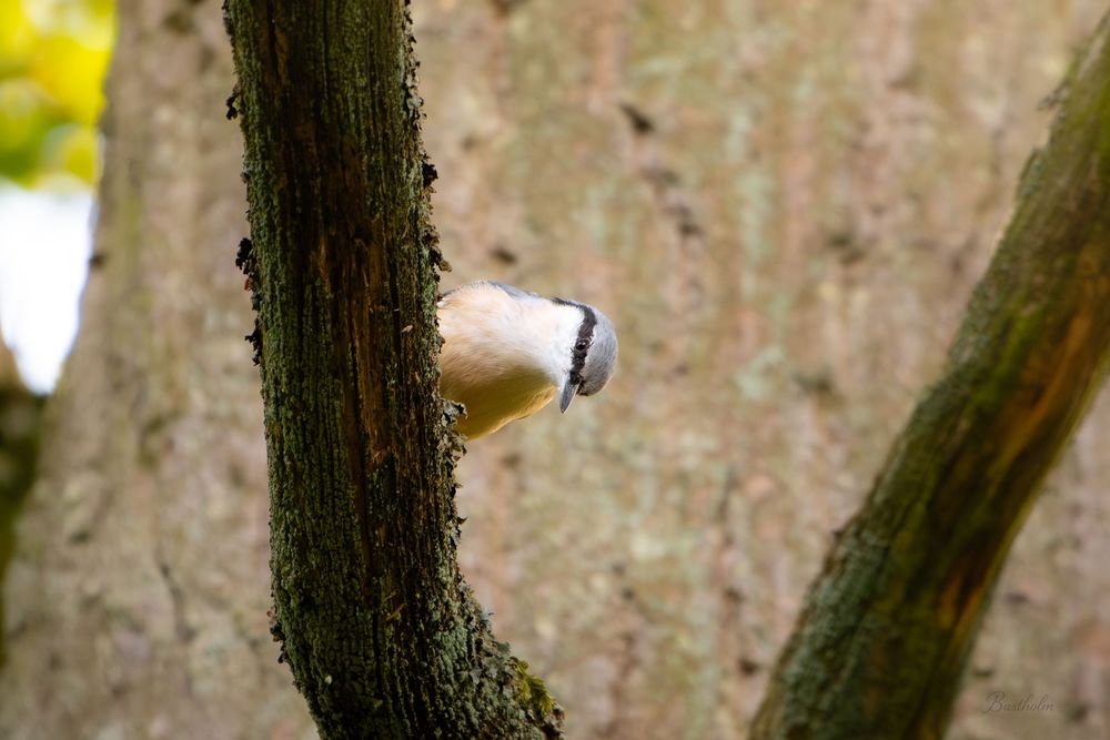 A Eurasian nuthatch peeks from behind a mossy tree trunk in a woodland setting.