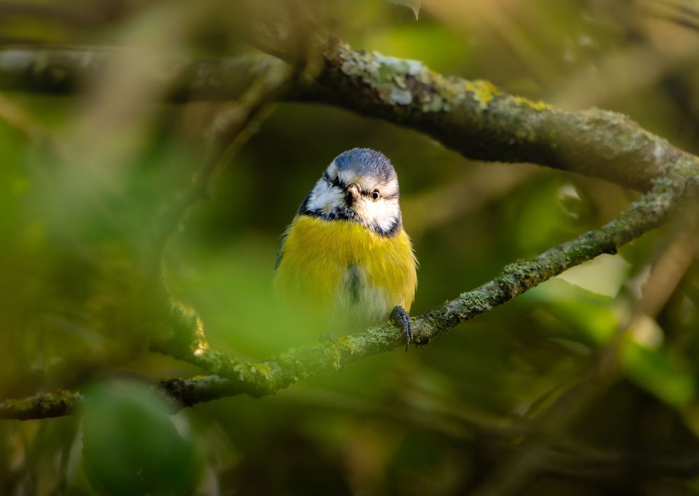 A vibrant blue tit bird perches on a lichen-covered branch in green woodland.