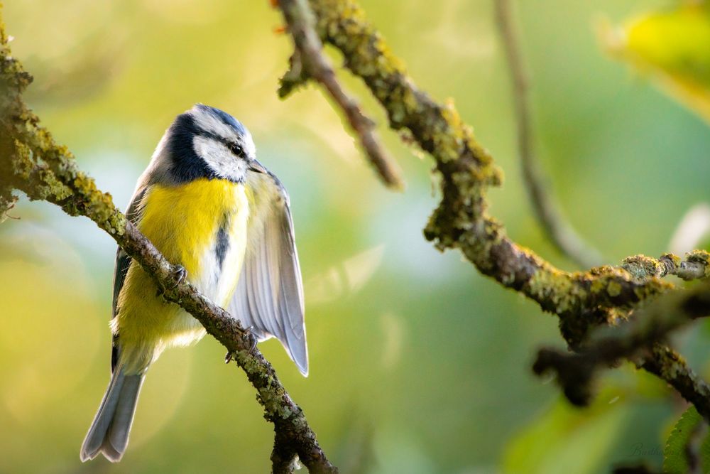 A colorful blue tit bird perched on a moss-covered branch in soft green light.
