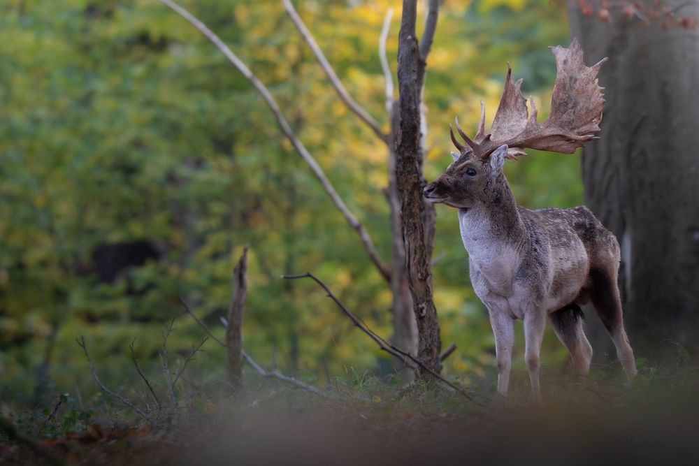 A majestic fallow deer buck with large antlers standing among autumn forest trees.