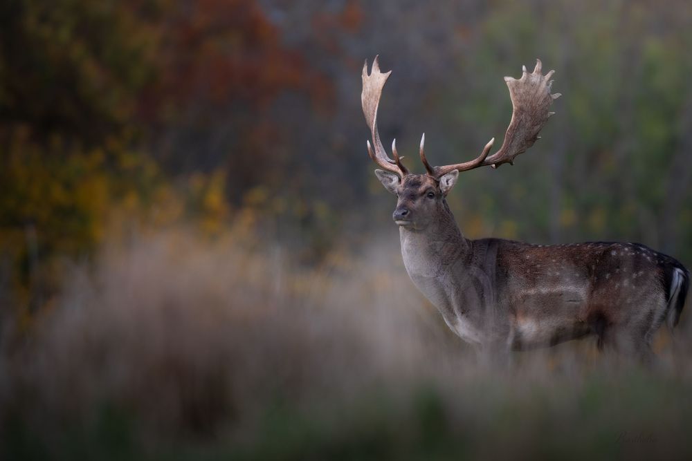 A fallow deer stag with impressive antlers standing in misty autumn grassland.