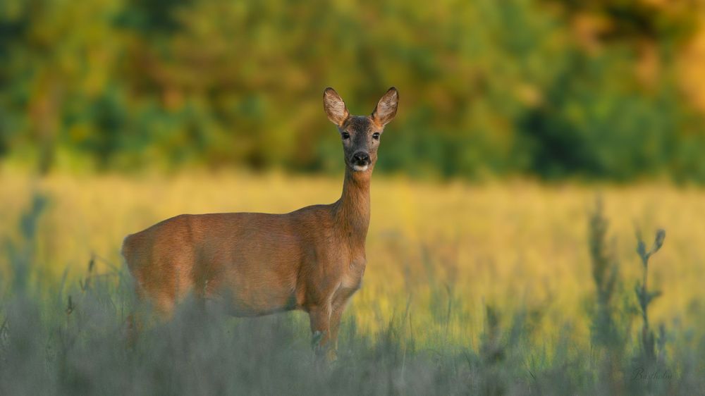 A roe deer stands alert in a golden field at sunset, looking toward the camera.