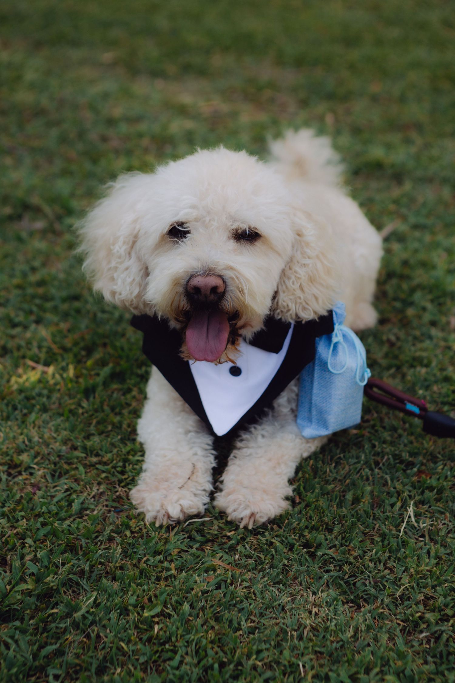 Adorable fluffy white dog dressed in a tuxedo bandana with a blue pouch sitting on green grass at a wedding.