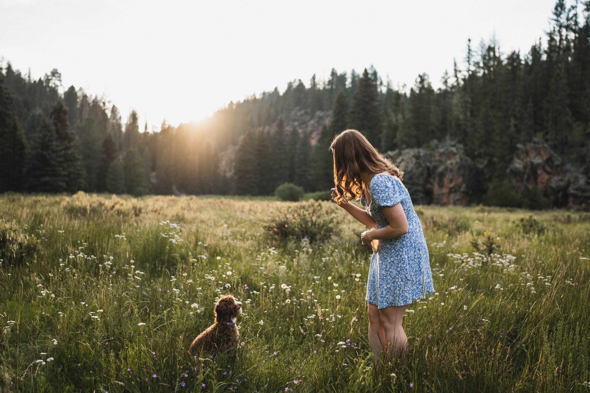 Girl in blue dress training her brown puppy in a sunlit meadow with wildflowers and pine forest backdrop.