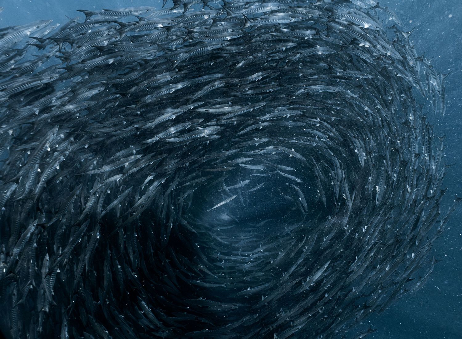 A dense school of fish swirling in a dramatic circular formation in deep blue ocean water.
