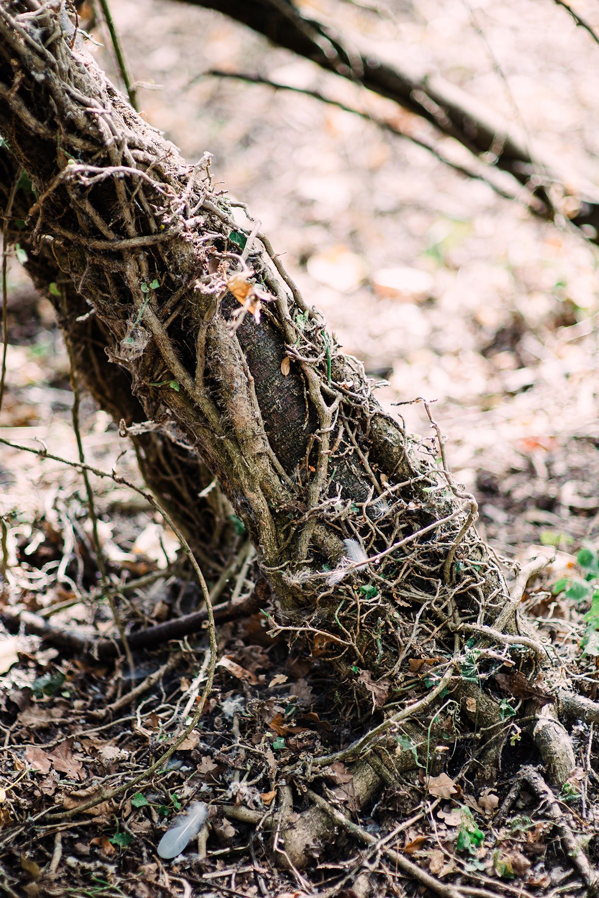 Close-up of tangled tree roots and ivy vines on a forest floor covered with fallen leaves and twigs.  The problem of over browsing by deer.