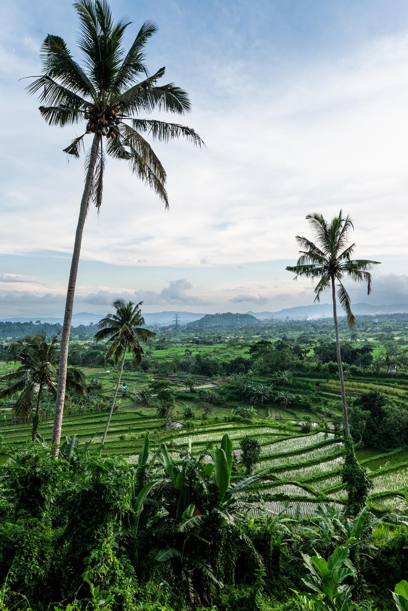 Risaie panoramiche nell’Est di Bali