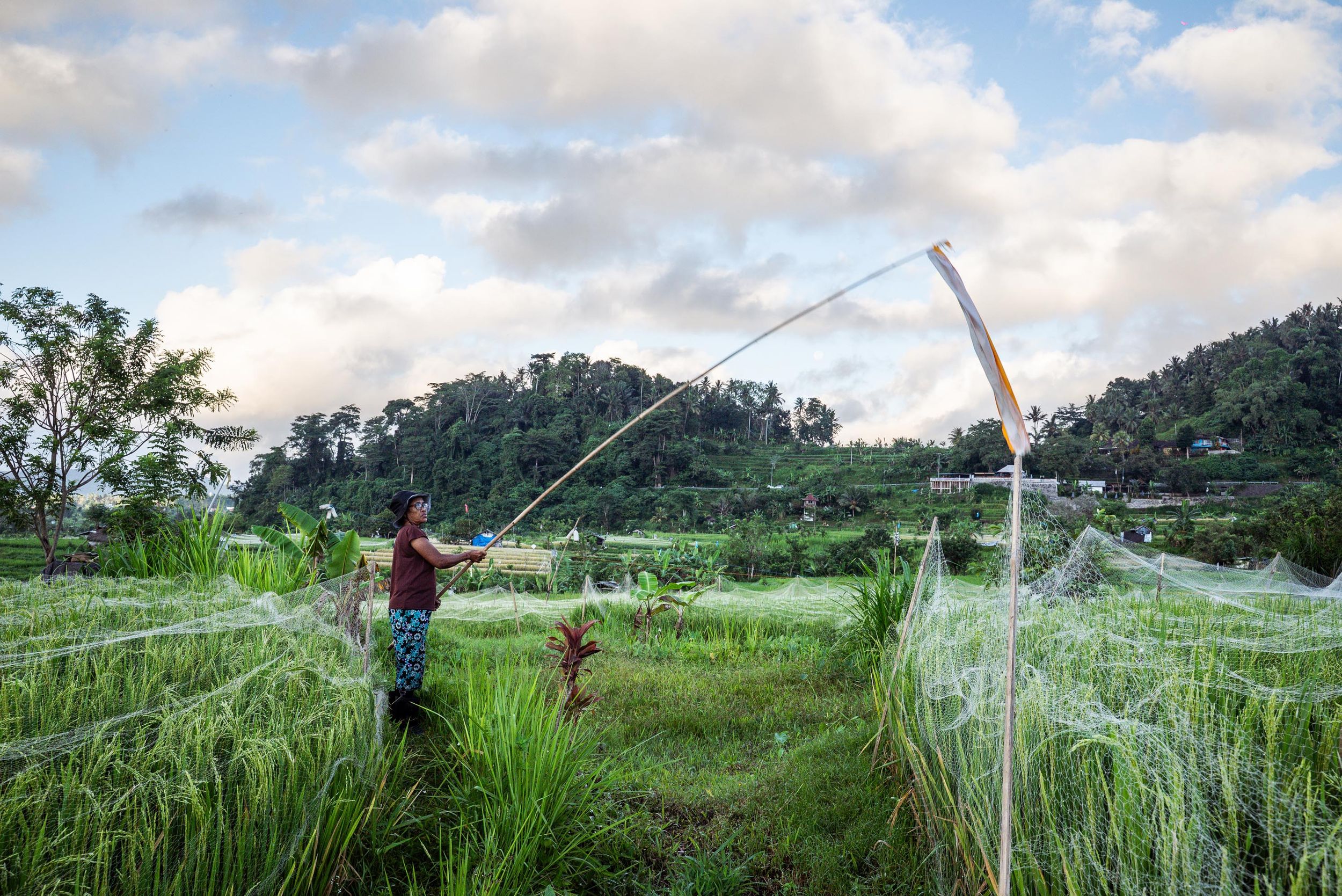 Farmer using traditional fishing pole net in lush green rice fields at dusk, rural Indonesia.